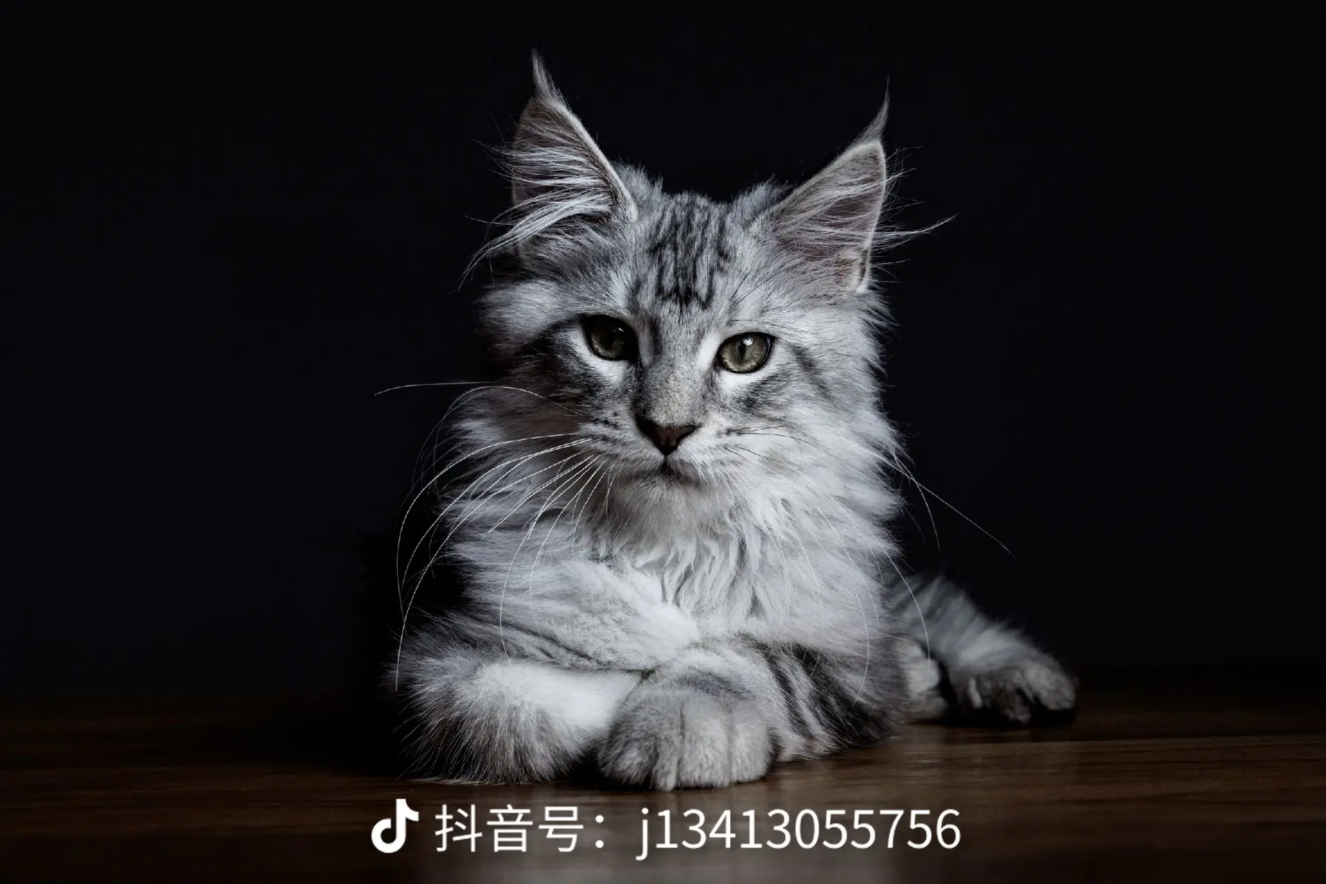 缅因猫咪温顺亲和